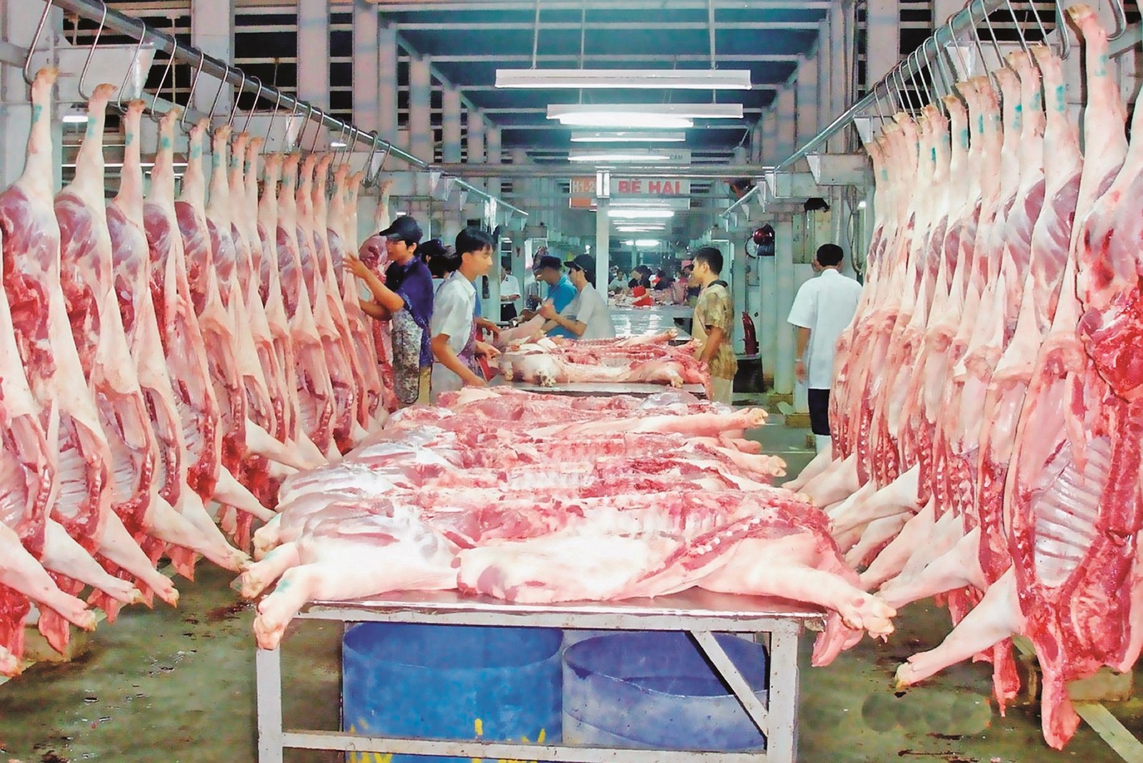Nhà cung cấp thịt đỏ